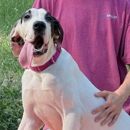 Julep - Black and white female Great Dane puppy in Gonzales, Louisiana from Anstatt House Of Danes