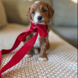Expresso - Red  female Goldendoodle puppy in New Harmony, Indiana from Cottonwood Farms