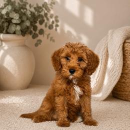 Chai - Red  male Goldendoodle puppy in Humble, Texas from Simply Dane Doodles