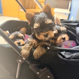 B - Black and tan male Yorkshire Terrier puppy in Boone, North Carolina from Coffeycup Yorkies