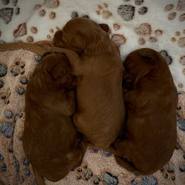Goldendoodle Puppies from Miss Cindy’s Doodles