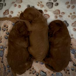 Goldendoodle Puppies from Miss Cindy’s Doodles