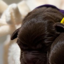 Purple - Chocolate female Labrador Retriever puppy in Huntington, Texas from Soggy Bottom Retrievers