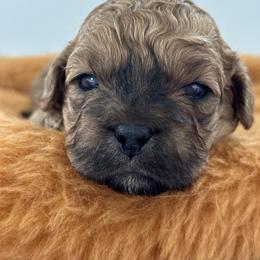 Humpfrey - Brown male Shihpoo puppy in Gay, Georgia from That’s My Puppy