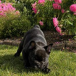 Smudge - Brindle and white male French Bulldog puppy in Kerens, West Virginia from Leather & Lace