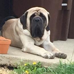 Howie - Mastiff