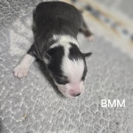 Boy 1 - Blue merle male Miniature Australian Shepherd puppy in Bend, Oregon from Badlands Toy and Mini Aussies