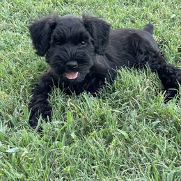 Miniature Schnauzer Puppies from Black Gold Miniature Schnauzers