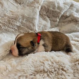 Kiki - Red female Pembroke Welsh Corgi puppy in Lake Elsinore, California from Rose Petal Corgis
