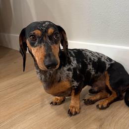 Rip - Dachshund