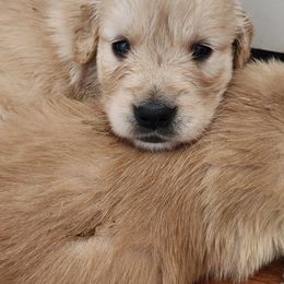 Turtle - Golden female Golden Retriever puppy in Frederick, Maryland from Sugarloaf Golden Retrievers (Formerly Vixena Golden Retrievers)