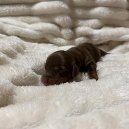 Love - Chocolate and tan female Dachshund puppy in Rialto, California from DashiesDachLLC