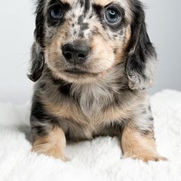 Oakley - Dapple male Dachshund puppy in Redding, California from Jean & Mae Doxies
