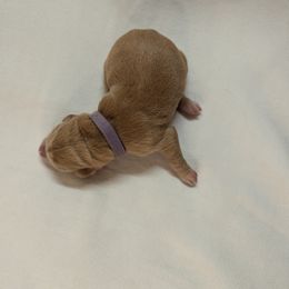 Dilute Retriever and Labrador Retriever Puppies from LC Hunting Labs, LLC.