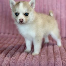 Meadow - Merle female Pomsky puppy in Aberdeen, Idaho from Willow Creek Cresteds