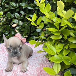 French Bulldog Puppies from Noel’s Frenchies