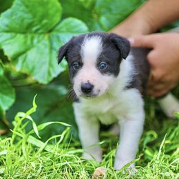 Man o' War - Black and white male Border Collie puppy in Oakley, California from Von Guadachi German Shepherds & Audacity Border Collies