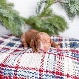 Tinselwood - Red  female Goldendoodle puppy in Greencastle, Indiana from Willow & Co.