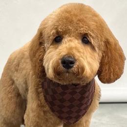 Goldendoodle puppies from Ruby Heirloom Companions