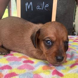 Tanner - Red male Dachshund puppy in Sharon Springs, New York from Show Us The Way Homestead