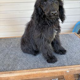 Rocky - Black male Poodle puppy in Sharps Chapel, Tennessee from McKenzie's Puppies