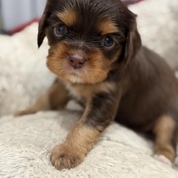 Nutmeg - Chocolate female Cavalier King Charles Spaniel puppy in Ellisville, Mississippi from Malu Lani Cavaliers