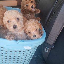 Cockapoo and Poodle Puppies from Golden Paws