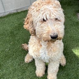 Athena  - Goldendoodle