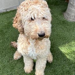 Athena  - Goldendoodle