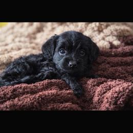 Ranger - Black male Cavapoo puppy in Battle Lake, Minnesota from Panda Puppies