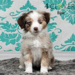 Bijou - Red merle female Miniature American Shepherd puppy in Carlisle, Pennsylvania from 4 Clovers Kennel