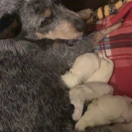 Australian Cattle Dogs from Ward Smokey Mountain Kennels