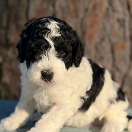 Caspian - Black and white male Bernedoodle puppy in Russellville, Arkansas from Crossgate Doodles