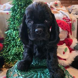 Cocker Spaniel puppies from Show'NTail Cockers