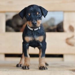 Boy 3 - Silver Collar - Doberman Pinscher puppy from Centennial Acres Dobermans