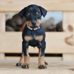 Boy 3 - Silver Collar - Doberman Pinscher puppy from Centennial Acres Dobermans