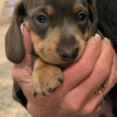 Dachshund Puppies from Rogue River Ranch