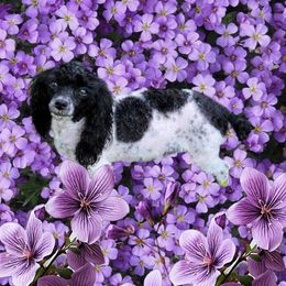 Jasmine - Poodle