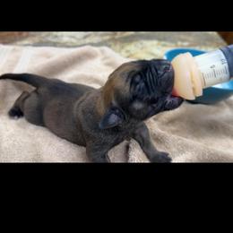 Raphael - Apricot male Mastiff puppy in Wewoka, Oklahoma from P Diamond Mastiffs