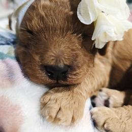 Ava - Red female Cavapoo puppy in Truckee, California from Heavenly Goldendoodles