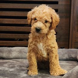 Dachshund and Labradoodle Puppies from Fritz Family Friends