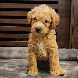 Dachshund and Labradoodle Puppies from Fritz Family Friends