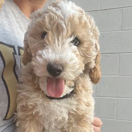 Niko - Goldendoodle