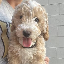 Niko - Goldendoodle