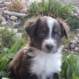 Miniature Australian Shepherds from WGI Aussies
