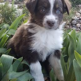 Miniature Australian Shepherds from WGI Aussies