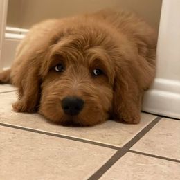 Goldendoodle Puppies from Cossey Doodles