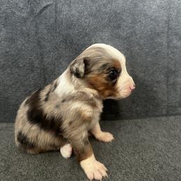 Aspen - Blue merle female Miniature Australian Shepherd puppy in Mill Spring, North Carolina from Adair Acres Aussies