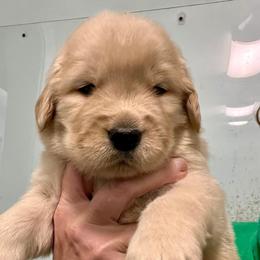 Mitch - Golden male Golden Retriever puppy in Saint Pauls, North Carolina from Copperfield’s Goldens