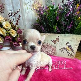 OHLA - Cream and white male Chihuahua puppy in Manteca, California from Deb's Chihuahuas California
